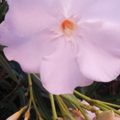 2022 09 Eleonore 11